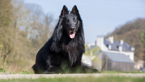 Pastor de sale groenendael